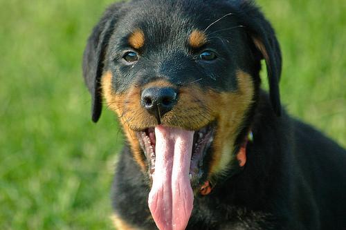 https://images.dog.ceo/breeds/rottweiler/n02106550_11823.jpg