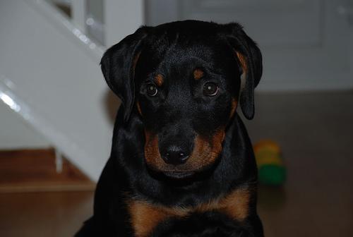 https://images.dog.ceo/breeds/rottweiler/n02106550_11870.jpg