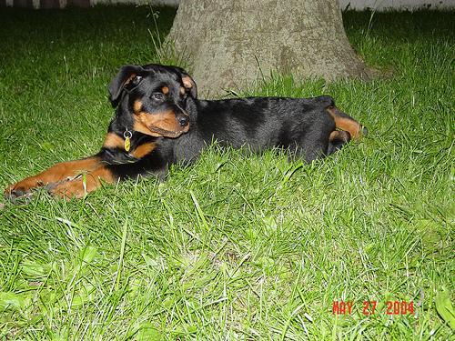 https://images.dog.ceo/breeds/rottweiler/n02106550_11903.jpg