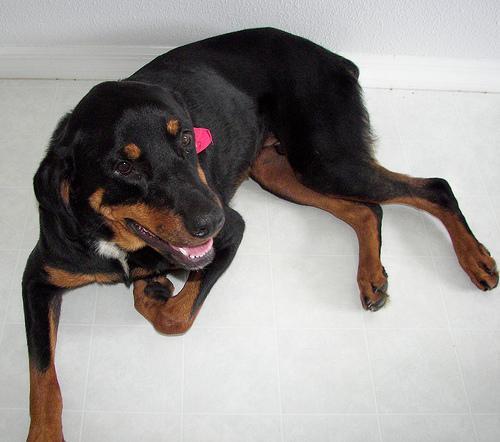 https://images.dog.ceo/breeds/rottweiler/n02106550_12073.jpg