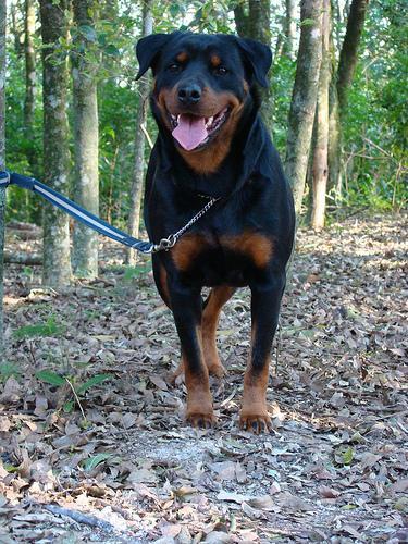 https://images.dog.ceo/breeds/rottweiler/n02106550_12424.jpg