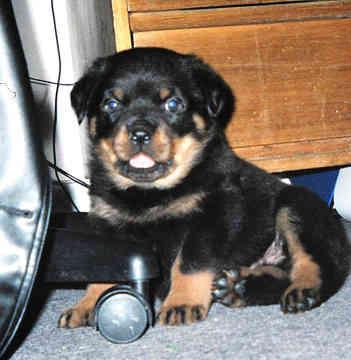 https://images.dog.ceo/breeds/rottweiler/n02106550_12438.jpg