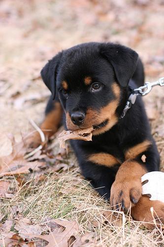 https://images.dog.ceo/breeds/rottweiler/n02106550_12642.jpg