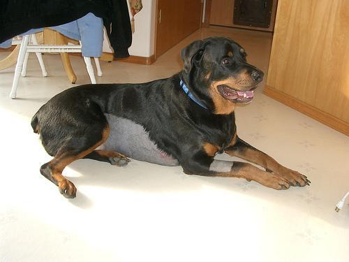 https://images.dog.ceo/breeds/rottweiler/n02106550_12760.jpg