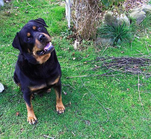 https://images.dog.ceo/breeds/rottweiler/n02106550_12828.jpg