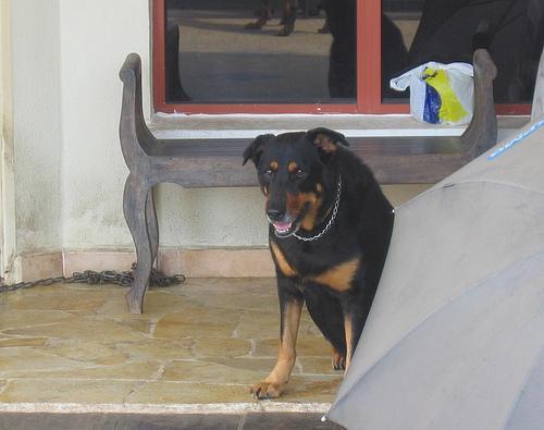 https://images.dog.ceo/breeds/rottweiler/n02106550_12948.jpg