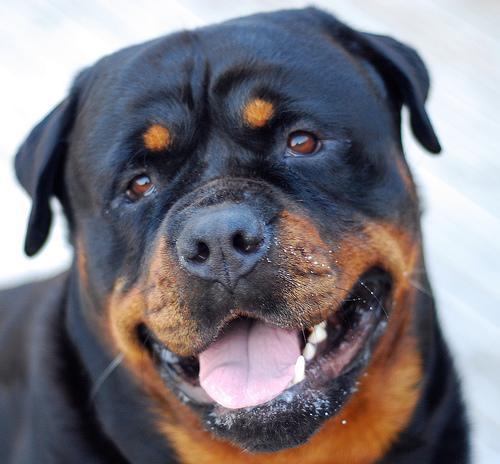 https://images.dog.ceo/breeds/rottweiler/n02106550_13034.jpg