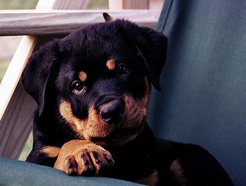 https://images.dog.ceo/breeds/rottweiler/n02106550_13213.jpg