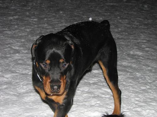 https://images.dog.ceo/breeds/rottweiler/n02106550_13226.jpg