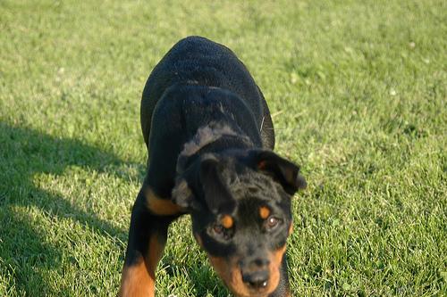 https://images.dog.ceo/breeds/rottweiler/n02106550_1366.jpg