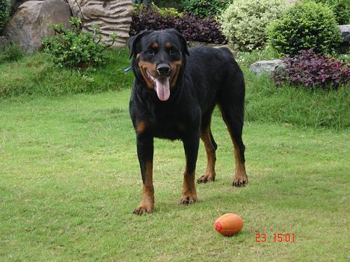 https://images.dog.ceo/breeds/rottweiler/n02106550_148.jpg