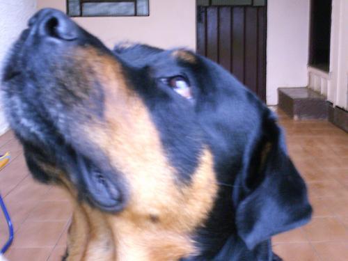 https://images.dog.ceo/breeds/rottweiler/n02106550_1567.jpg