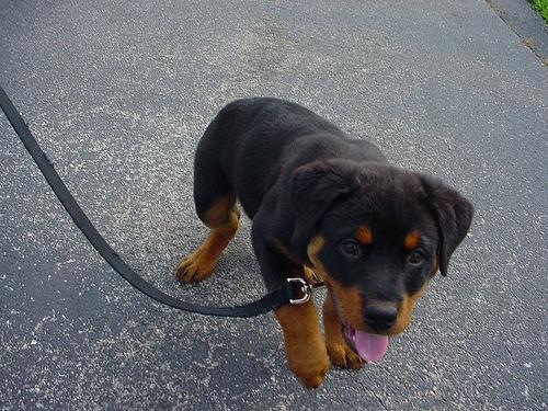 https://images.dog.ceo/breeds/rottweiler/n02106550_1591.jpg