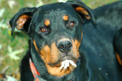 https://images.dog.ceo/breeds/rottweiler/n02106550_1742.jpg