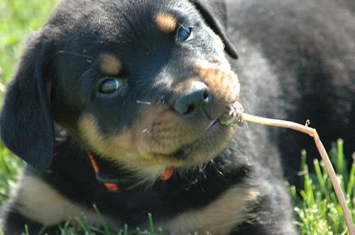 https://images.dog.ceo/breeds/rottweiler/n02106550_1889.jpg