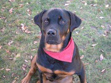 https://images.dog.ceo/breeds/rottweiler/n02106550_193.jpg