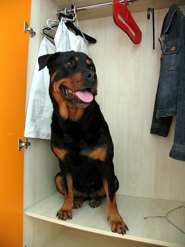 https://images.dog.ceo/breeds/rottweiler/n02106550_2052.jpg