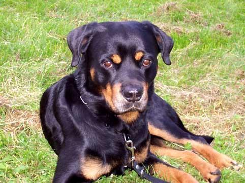 https://images.dog.ceo/breeds/rottweiler/n02106550_208.jpg