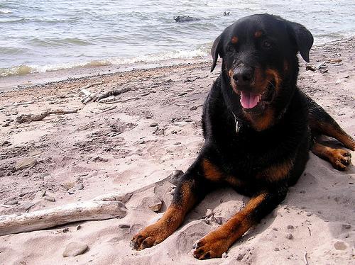 https://images.dog.ceo/breeds/rottweiler/n02106550_2197.jpg