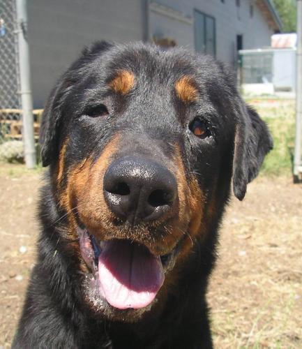 https://images.dog.ceo/breeds/rottweiler/n02106550_2301.jpg