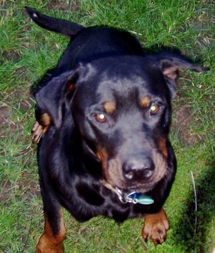 https://images.dog.ceo/breeds/rottweiler/n02106550_2323.jpg