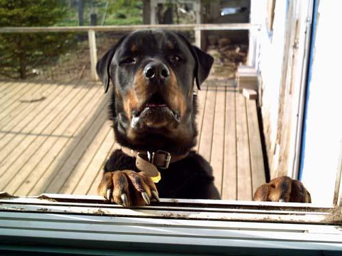 https://images.dog.ceo/breeds/rottweiler/n02106550_2832.jpg