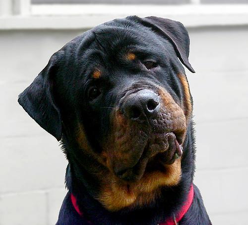 https://images.dog.ceo/breeds/rottweiler/n02106550_2862.jpg