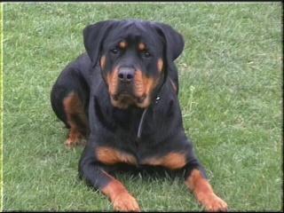 https://images.dog.ceo/breeds/rottweiler/n02106550_3313.jpg