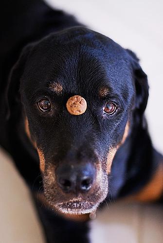 https://images.dog.ceo/breeds/rottweiler/n02106550_3524.jpg