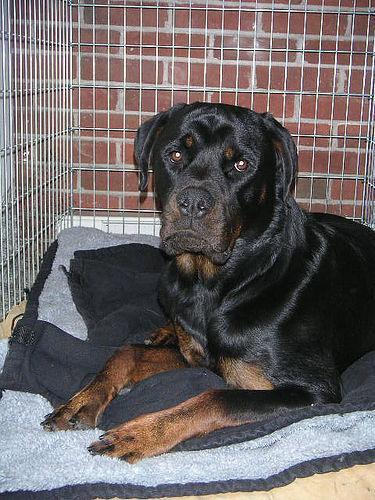 https://images.dog.ceo/breeds/rottweiler/n02106550_3610.jpg