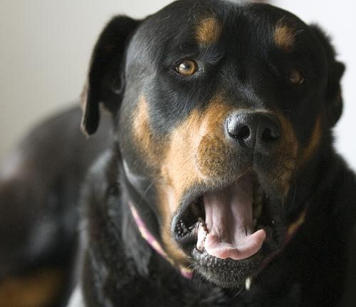 https://images.dog.ceo/breeds/rottweiler/n02106550_3886.jpg