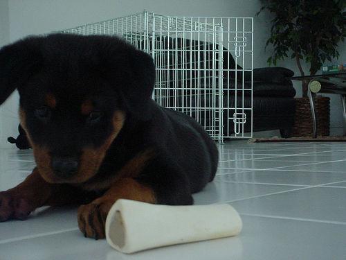 https://images.dog.ceo/breeds/rottweiler/n02106550_3930.jpg