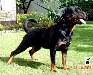 https://images.dog.ceo/breeds/rottweiler/n02106550_3931.jpg