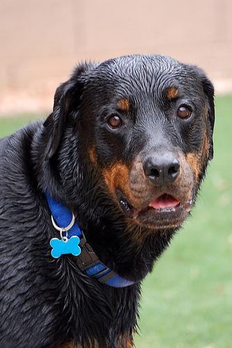 https://images.dog.ceo/breeds/rottweiler/n02106550_3993.jpg