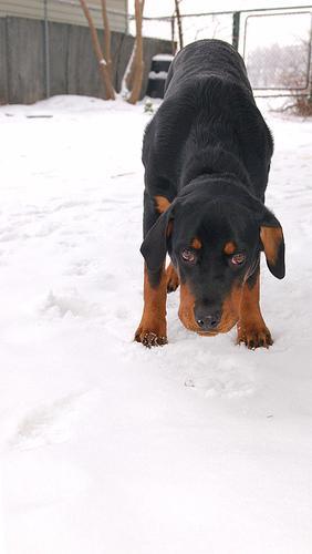 https://images.dog.ceo/breeds/rottweiler/n02106550_4039.jpg