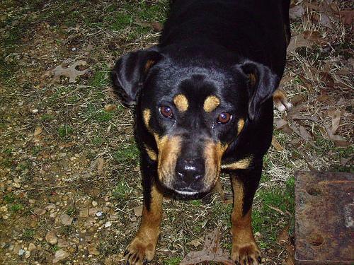 https://images.dog.ceo/breeds/rottweiler/n02106550_4079.jpg