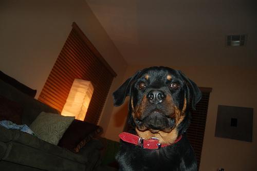 https://images.dog.ceo/breeds/rottweiler/n02106550_4138.jpg