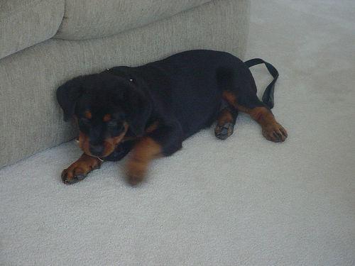 https://images.dog.ceo/breeds/rottweiler/n02106550_4150.jpg