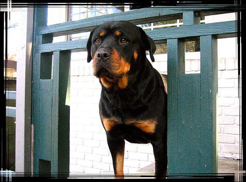 https://images.dog.ceo/breeds/rottweiler/n02106550_4191.jpg