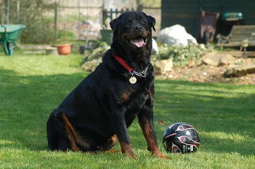 https://images.dog.ceo/breeds/rottweiler/n02106550_4217.jpg