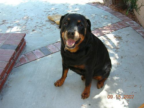 https://images.dog.ceo/breeds/rottweiler/n02106550_4239.jpg