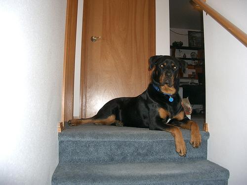 https://images.dog.ceo/breeds/rottweiler/n02106550_4397.jpg