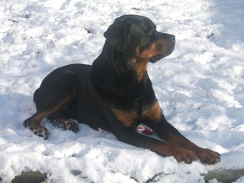 https://images.dog.ceo/breeds/rottweiler/n02106550_4785.jpg