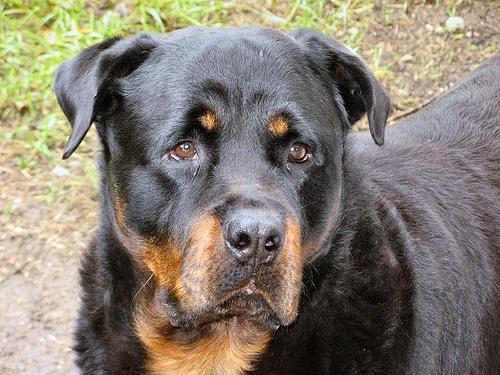 https://images.dog.ceo/breeds/rottweiler/n02106550_4910.jpg