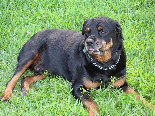 https://images.dog.ceo/breeds/rottweiler/n02106550_4920.jpg