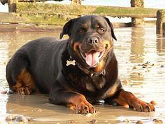 https://images.dog.ceo/breeds/rottweiler/n02106550_4955.jpg