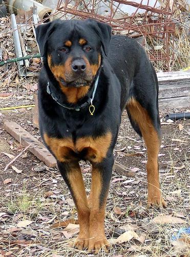 https://images.dog.ceo/breeds/rottweiler/n02106550_4962.jpg