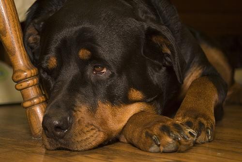 https://images.dog.ceo/breeds/rottweiler/n02106550_4987.jpg