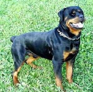 https://images.dog.ceo/breeds/rottweiler/n02106550_5028.jpg