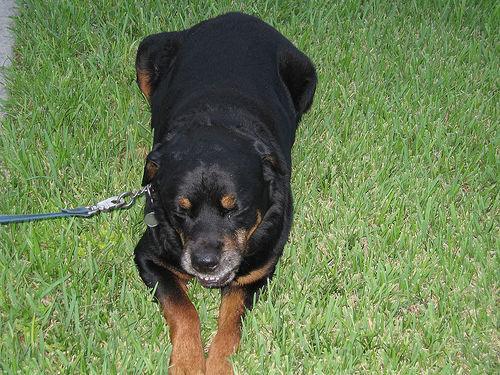 https://images.dog.ceo/breeds/rottweiler/n02106550_5133.jpg